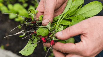 Hands holding baby radishes