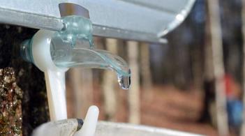 maple tap in a tree
