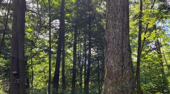 many trees in a green forest