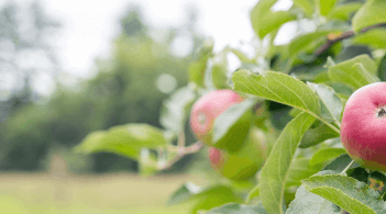 Apples on a tree in an orchard