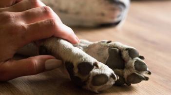 hand holding paw
