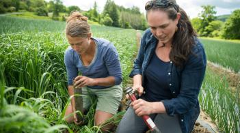 two people kneel and gather data in a field of green plants