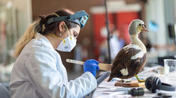 taxidermy collection restoration