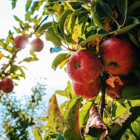 a cluster of apples in a tree
