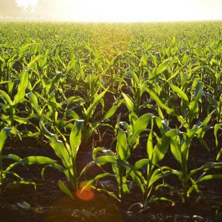 a corn field at dawn