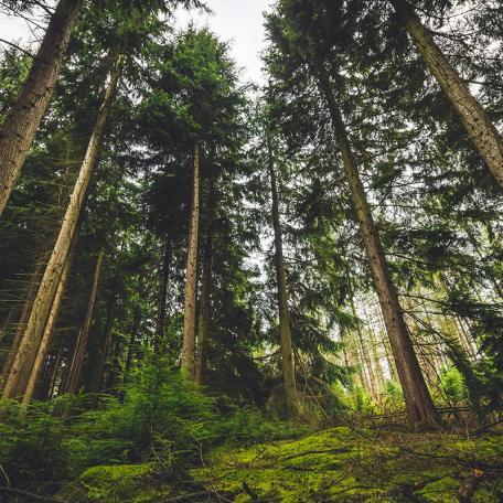 forest with lots of evergreen trees