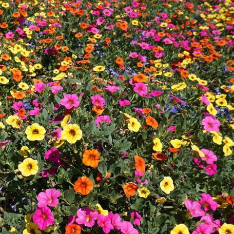a bed of colorful flowers