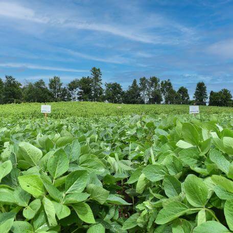 green crops in a field