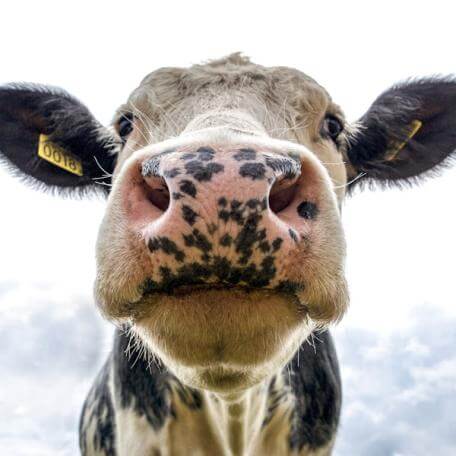 close-up of a dairy cow