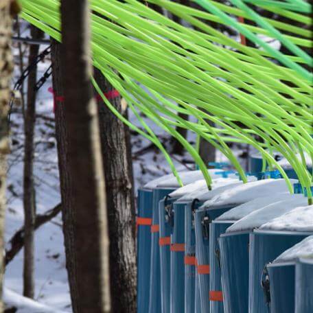 lots of maple tubing running into collection vats outdoors