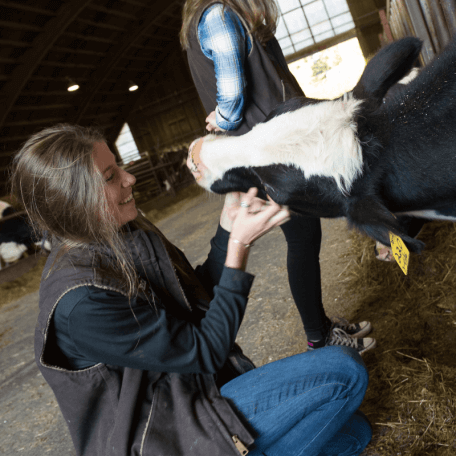 Student interacts with a cow