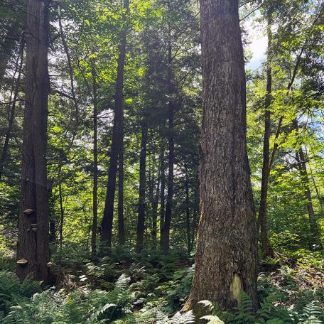 Link, many trees in a green forest