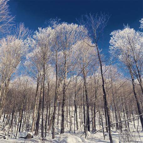Link, many trees in the winter