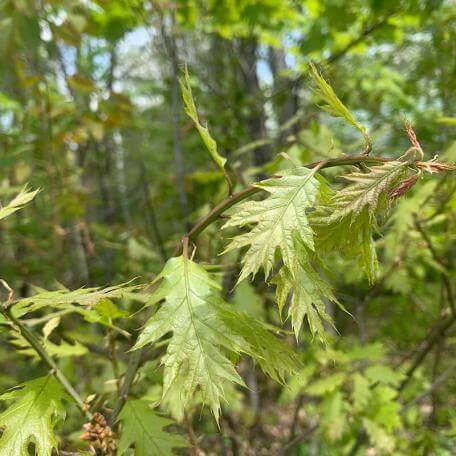 Link, closeup of green leaves on trees