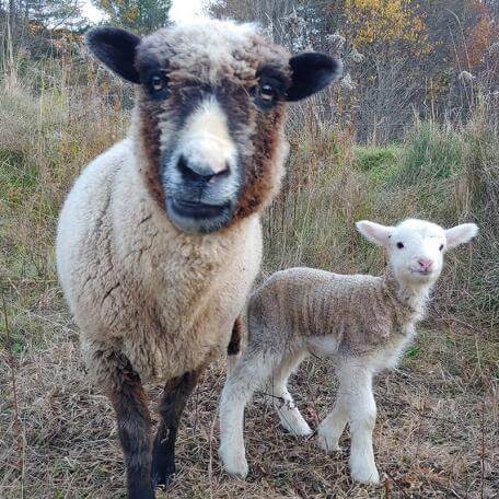 two sheep in a field looking at the camera