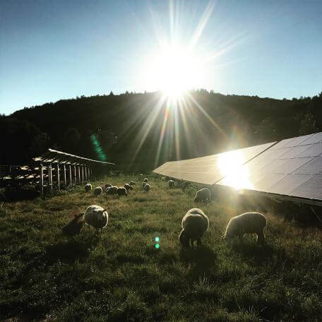 a group of sheep grazing next to an array of solar panels