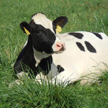 a black and white cow laying down in a green field