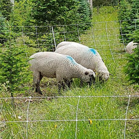 two sheep grazing in a fenced-in field