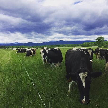 a group of black and white cows grazing in a green field under cloudy skies