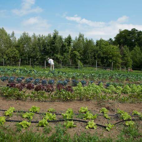 Vegetables growing in rows