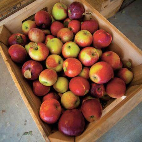 Apples