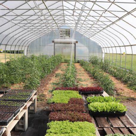 Vegetables growing in greenhouse