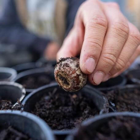 A close up view of a hand planting an acorn in a small pot of dirt.