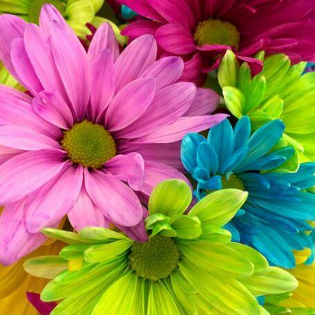 closeup of brightly colored flowers