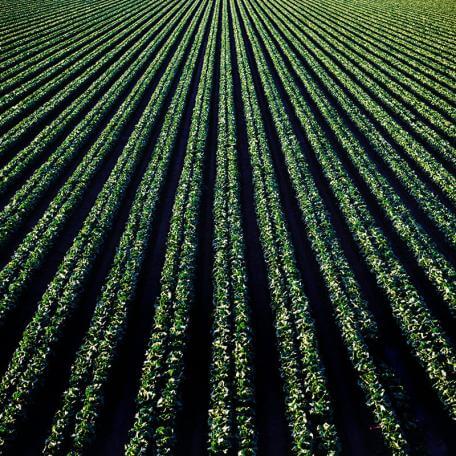 Link, crops in long straight rows