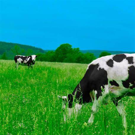 two cows grazing in a large field