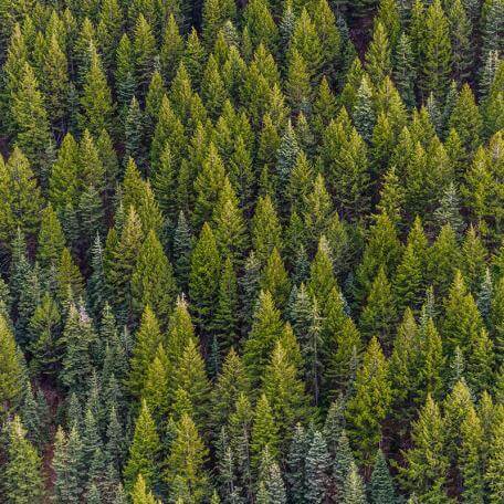 Link, a pine forest seen from above