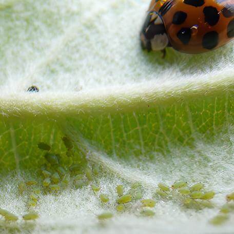 Link, aphids and a ladybug on a green leaf
