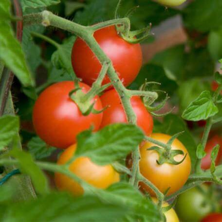Link, tomato plant