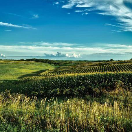green fields under blue sky