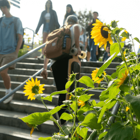 Students walking up and down the stairs with sunflowers in the foreground