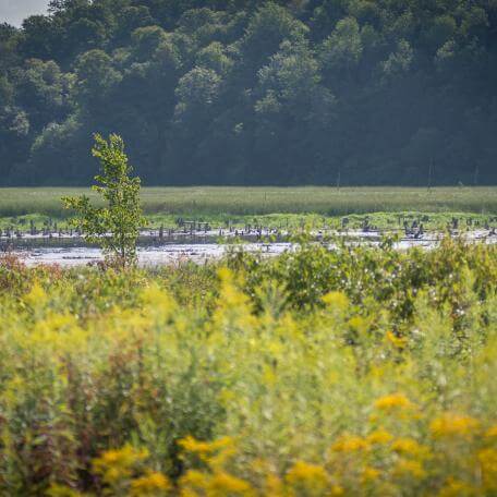 A wetland environment