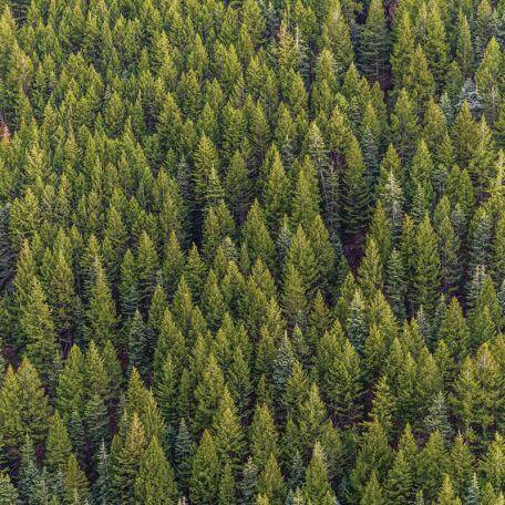 evergreen forest photographed from above