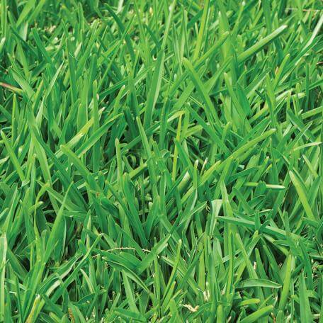 Link, close-up image of green grass