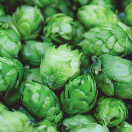 Link, green hops buds
