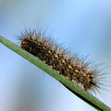 Link, caterpillar on a plant