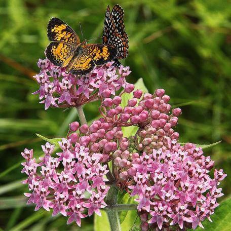 Link, milkweed in bloom with a butterfly on it