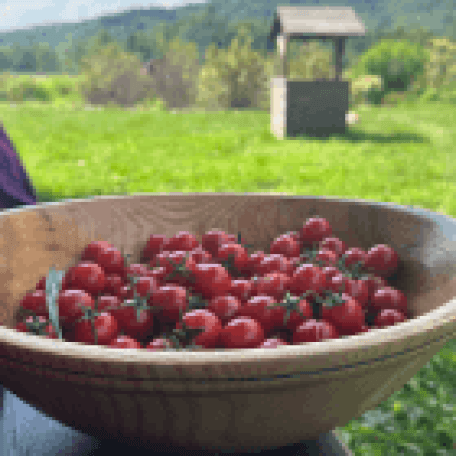 A bowl of tomatoes outdoors
