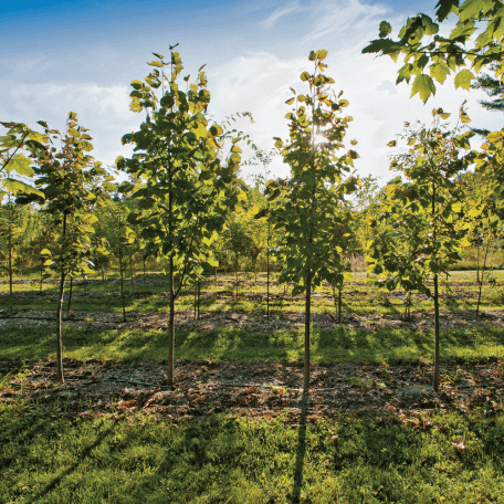 UVM Horticulture farm apple orchard  in summer