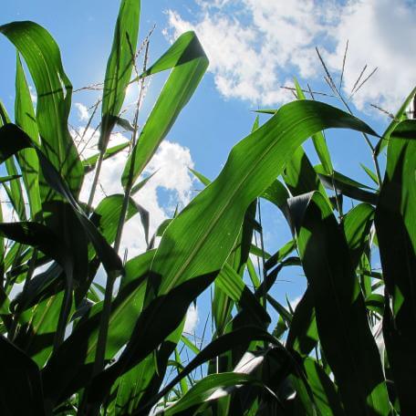 corn in the clouds