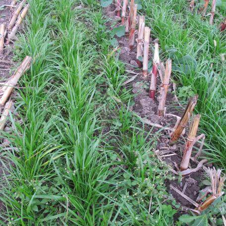cover crops