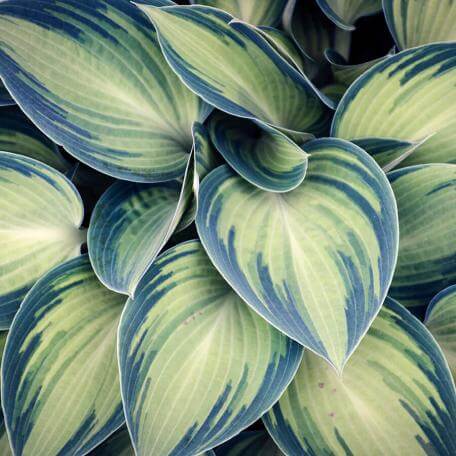 closeup of green and white leaves