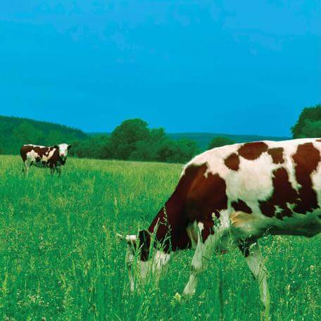two cows grazing in a wide field under clear skies