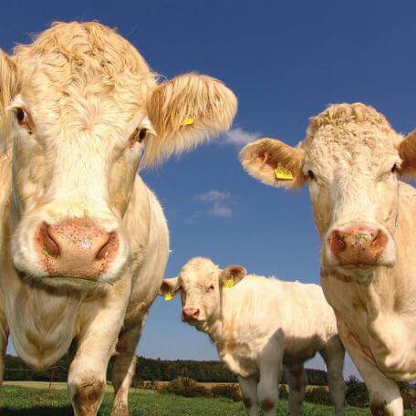 3 very handsome cows looking at the camera