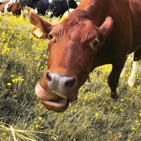 a cow grazing and licking its chops