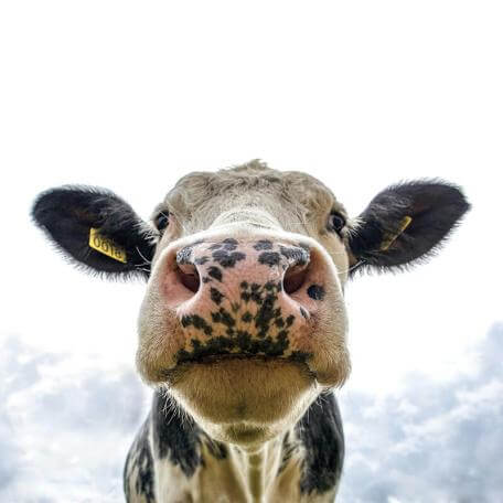 closeup of a cow looking down at the camera